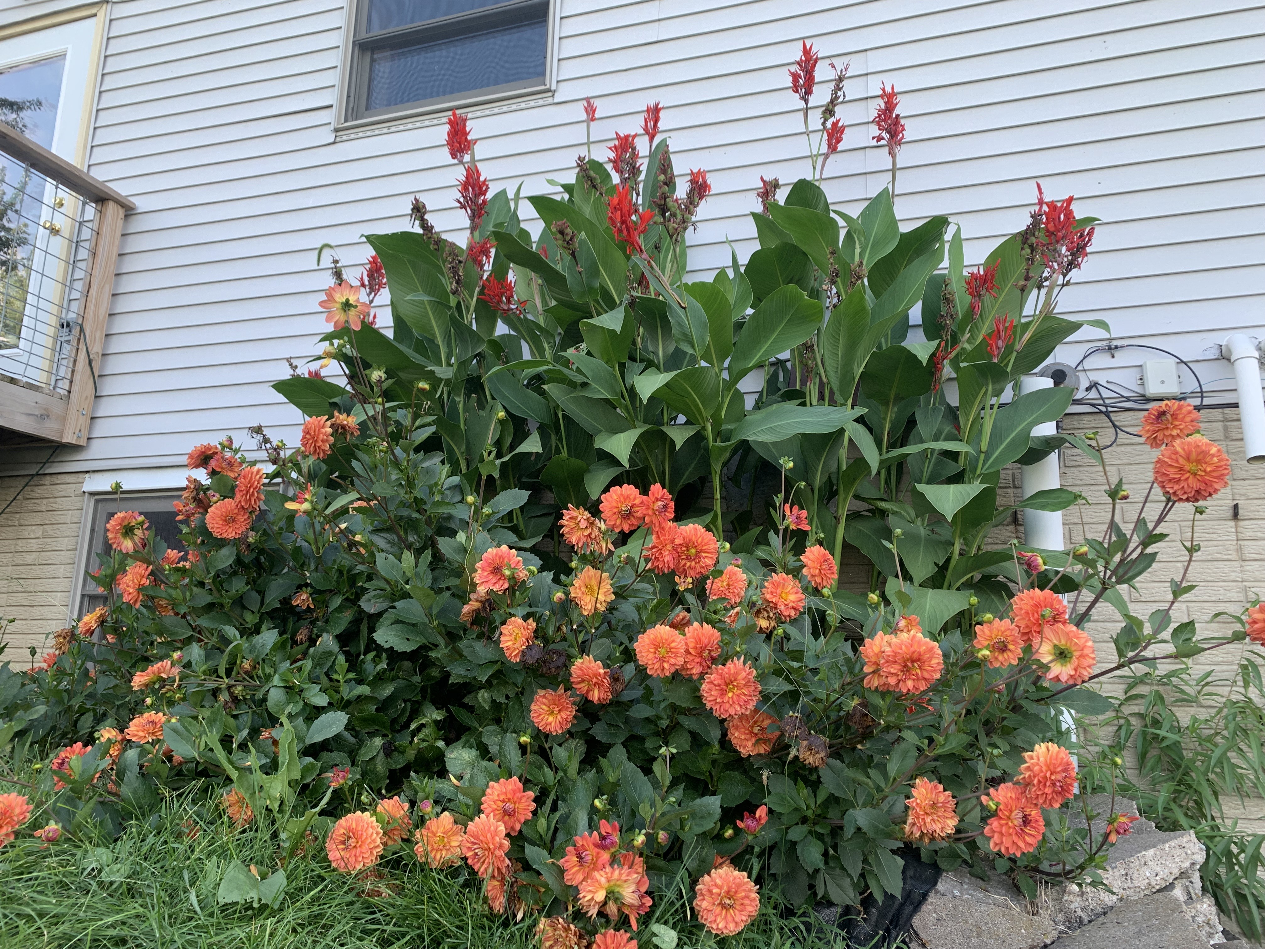 many blooms at farm many blooms at farm